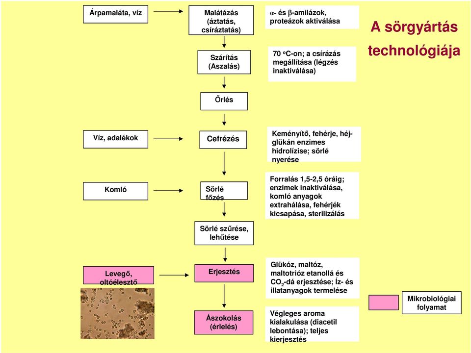 enzimek inaktiválása, komló anyagok extrahálása, fehérjék kicsapása, sterilizálás Sörlé szőrése, lehőtése Levegı, oltóélesztı Erjesztés Ászokolás (érlelés) Glükóz,
