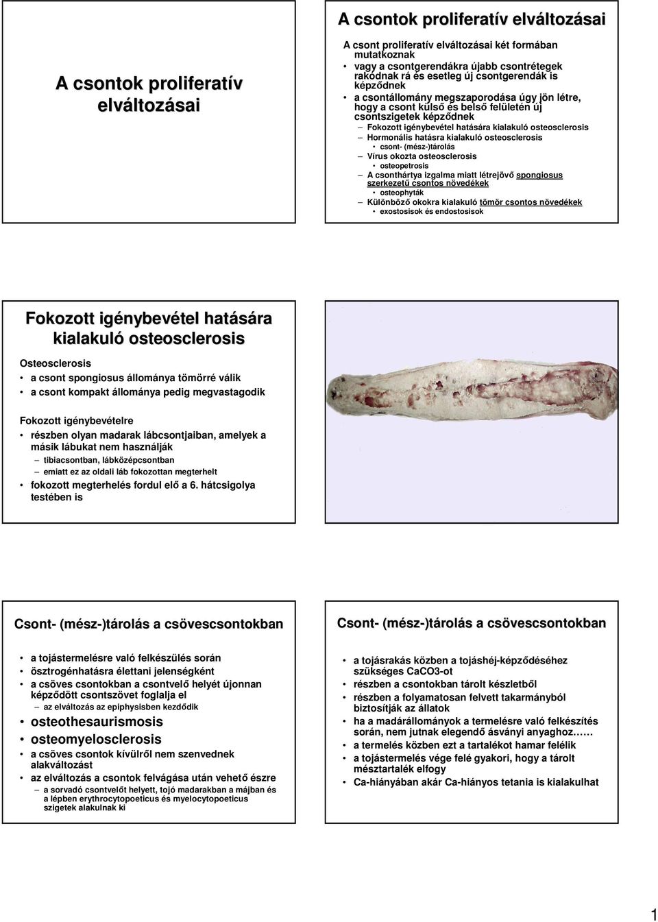 osteosclerosis Hormonális hatásra kialakuló osteosclerosis csont- (mész-)tárolás Vírus okozta osteosclerosis osteopetrosis A csonthártya izgalma miatt létrejövı spongiosus szerkezető csontos