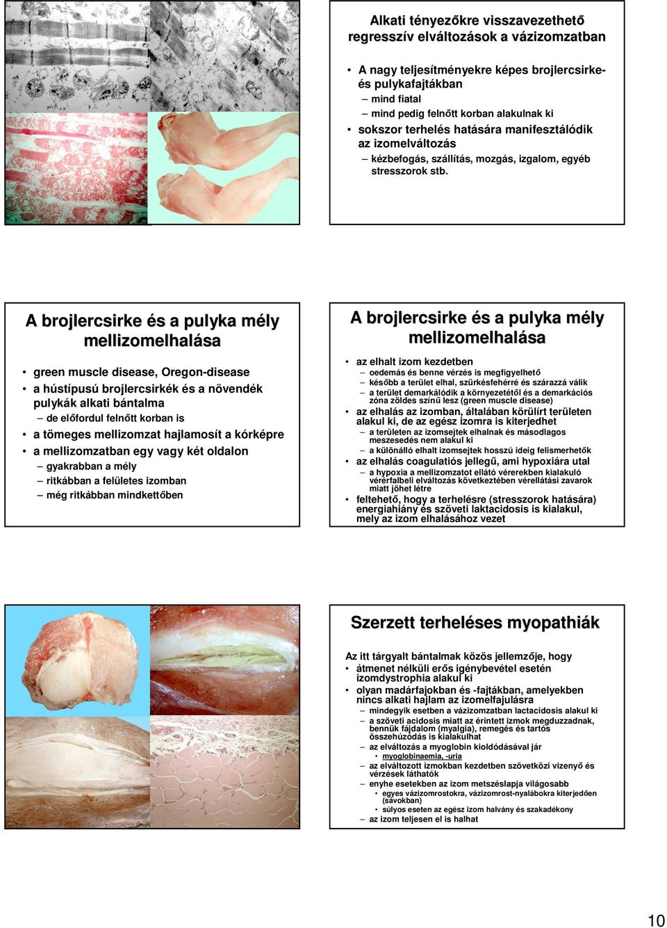 A brojlercsirke és s a pulyka mély m mellizomelhalása green muscle disease, Oregon-disease a hústípusú brojlercsirkék és a növendék pulykák alkati bántalma de elıfordul felnıtt korban is a tömeges