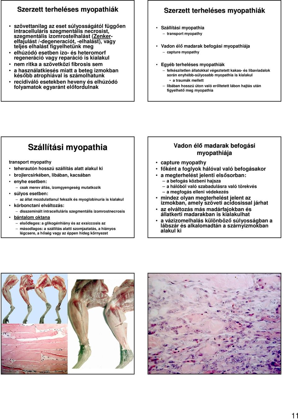 atrophiával is számolhatunk recidiváló esetekben heveny és elhúzódó folyamatok egyaránt elıfordulnak Szerzett terheléses myopathiák Szállítási myopathia transport myopathy Vadon élı madarak befogási