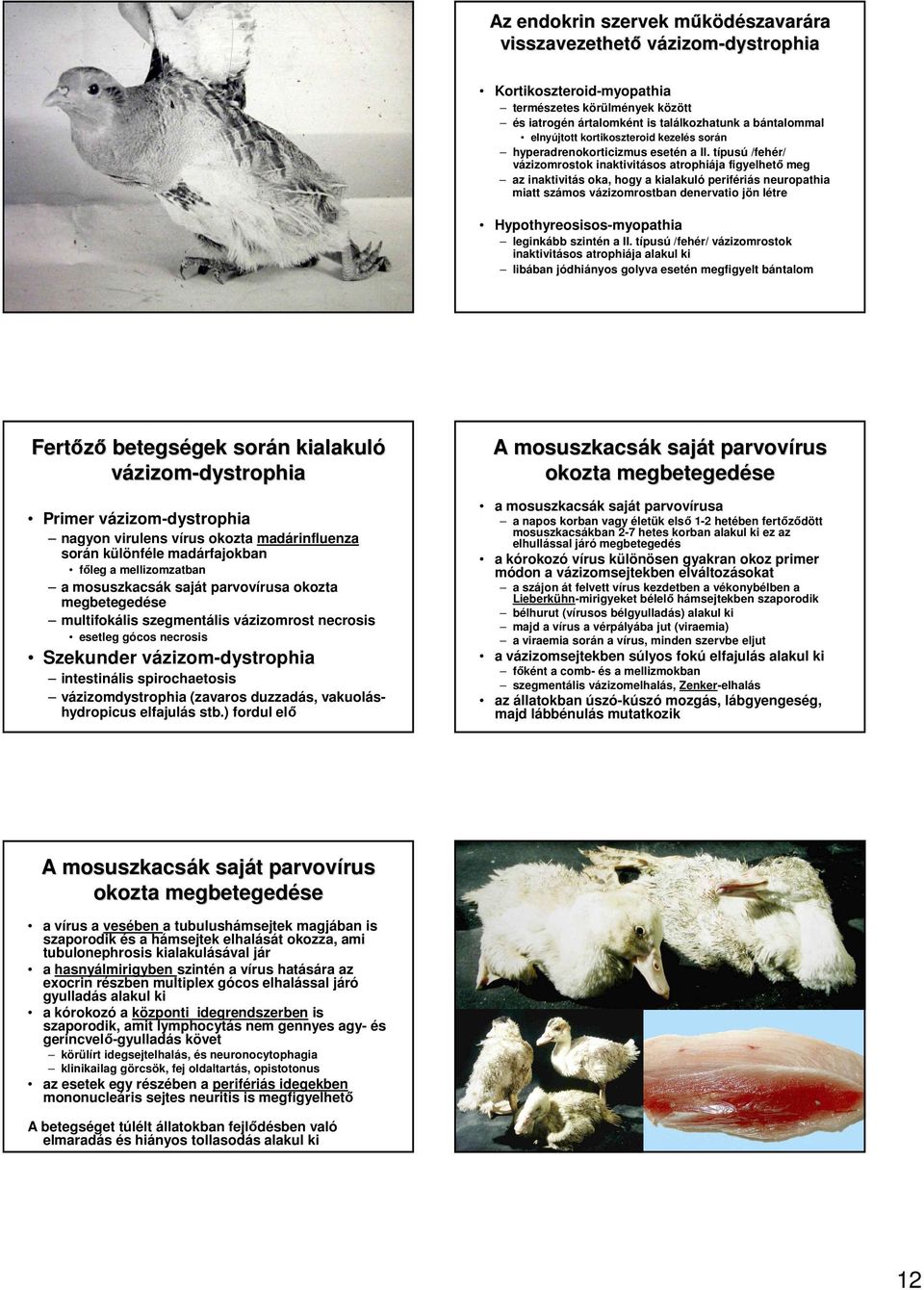 típusú /fehér/ vázizomrostok inaktivitásos atrophiája figyelhetı meg az inaktivitás oka, hogy a kialakuló perifériás neuropathia miatt számos vázizomrostban denervatio jön létre