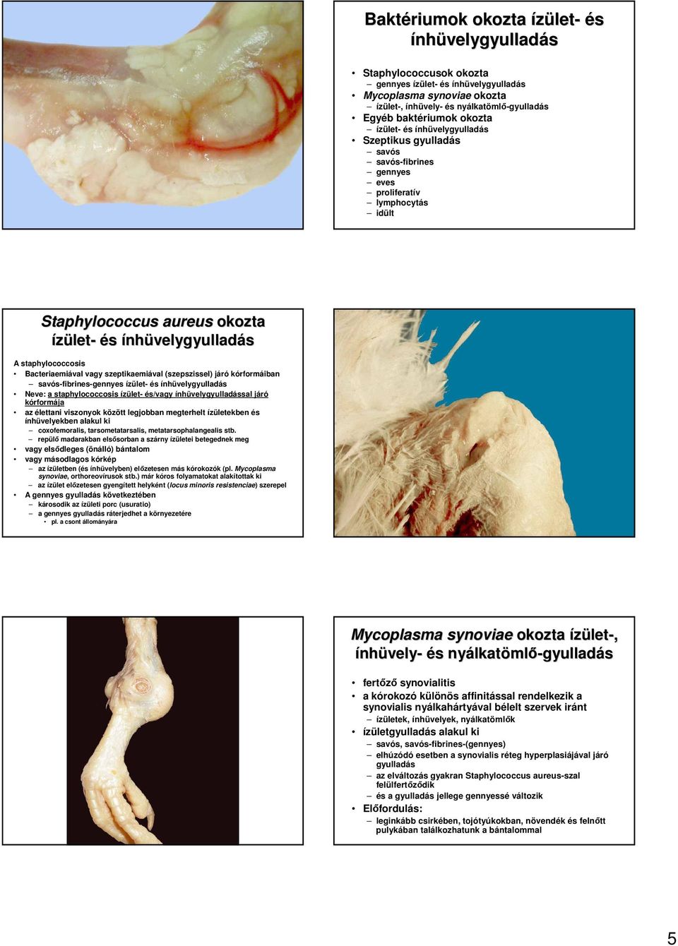 Bacteriaemiával vagy szeptikaemiával (szepszissel) járó kórformáiban savós-fibrines-gennyes ízület- és ínhüvelygyulladás Neve: a staphylococcosis ízület- és/vagy ínhüvelygyulladással járó kórformája