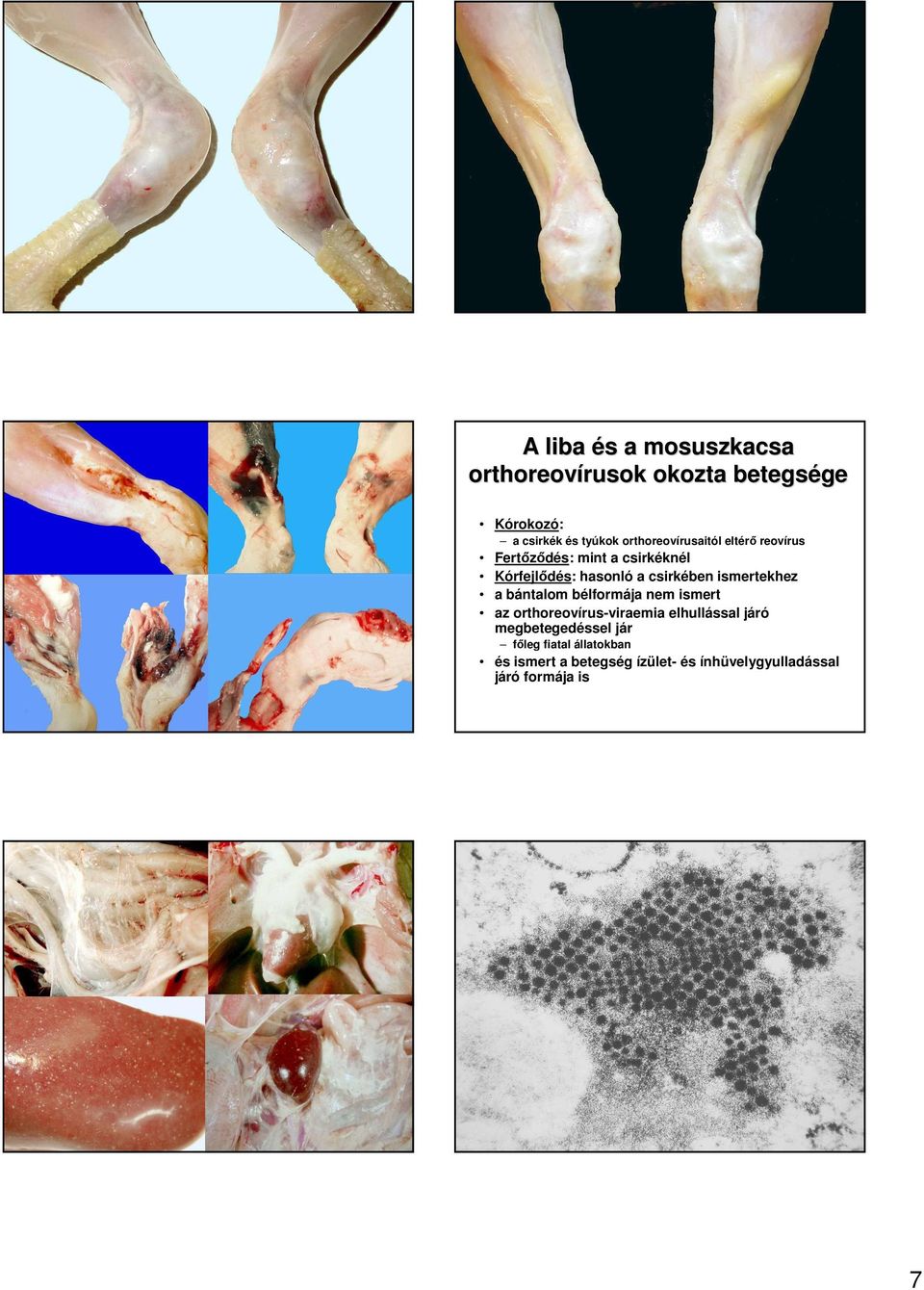 ismertekhez a bántalom bélformája nem ismert az orthoreovírus-viraemia elhullással járó