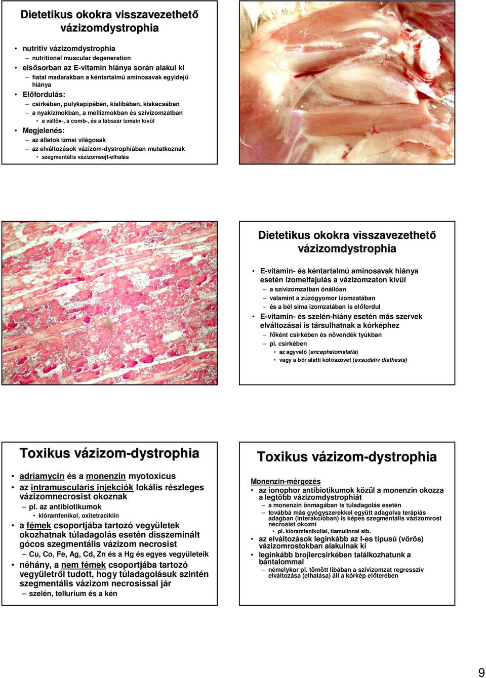 állatok izmai világosak az elváltozások vázizom-dystrophiában mutatkoznak szegmentális vázizomsejt-elhalás Dietetikus okokra visszavezethetı vázizomdystrophia E-vitamin- és kéntartalmú aminosavak