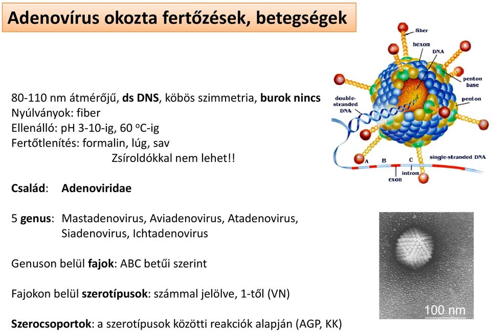 ! Család: Adenoviridae 5 genus: Mastadenovirus, Aviadenovirus, Atadenovirus, Siadenovirus, Ichtadenovirus Genuson