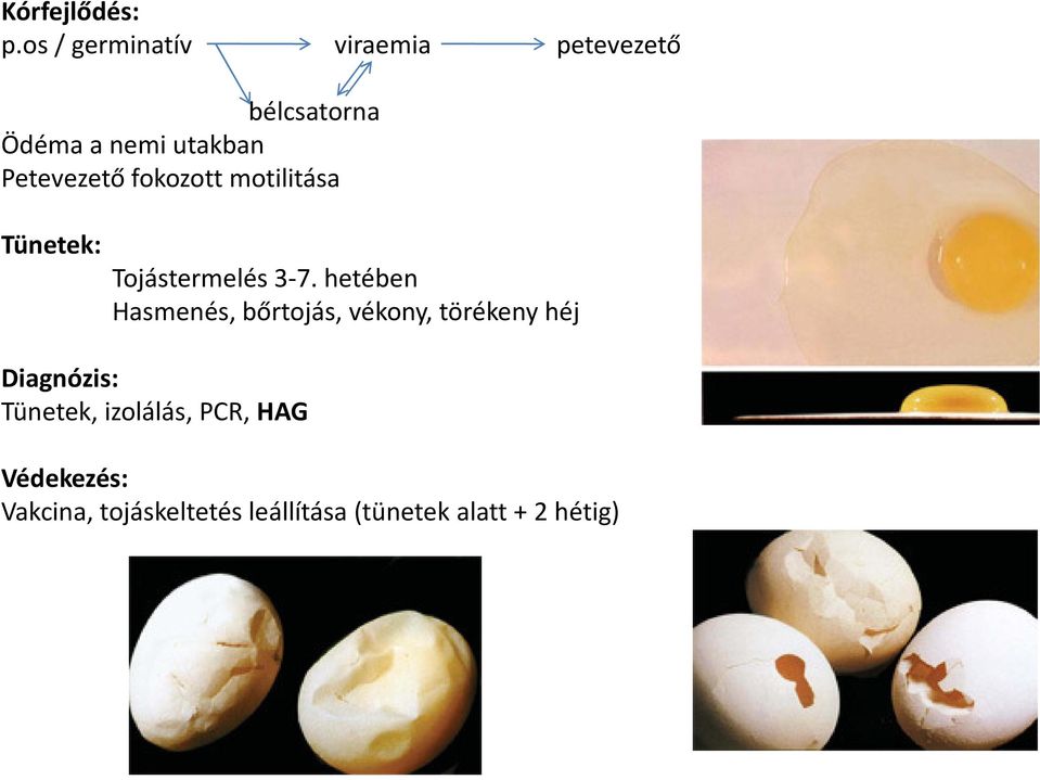 Petevezető fokozott motilitása Tünetek: Tojástermelés 3-7.