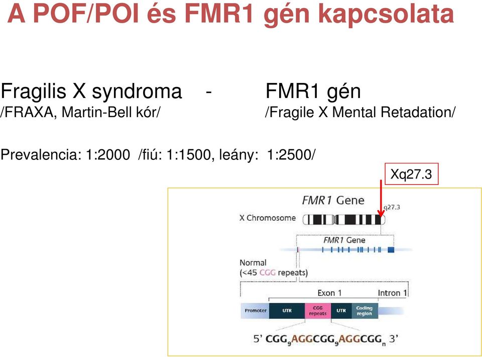 gén /Fragile X Mental Retadation/