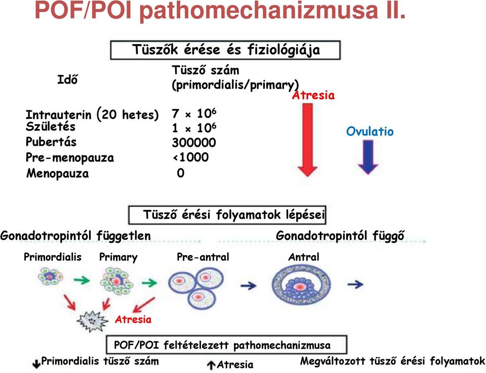 (primordialis/primary) Atresia 7 10 6 1 10 6 300000 <1000 0 Ovulatio Tüsző érési folyamatok lépései