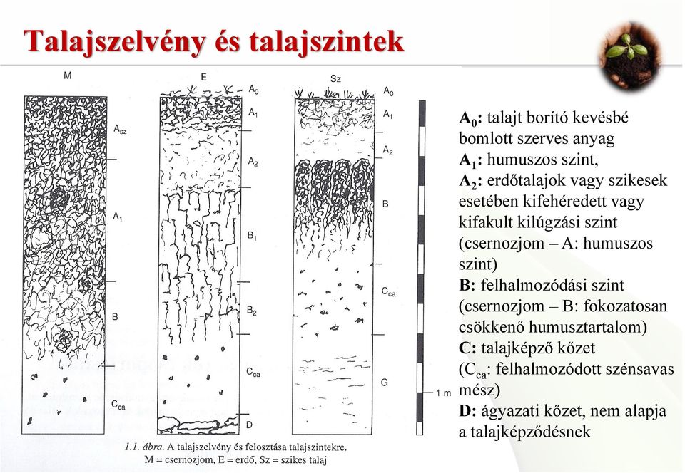 (csernozjom A: humuszos szint) B: felhalmozódási szint (csernozjom B: fokozatosan csökkenő