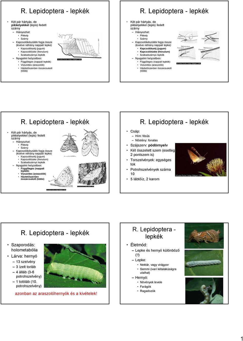 lepkék Nyugalmi helyzetben: Függőleges (nappali lepkék) Vízszintes (araszolók) Háztetőszerűen összecsukott (többi)  Kapcsolótüske (frenulum) Szabadszárnyú lepkék Nyugalmi helyzetben: Függőleges