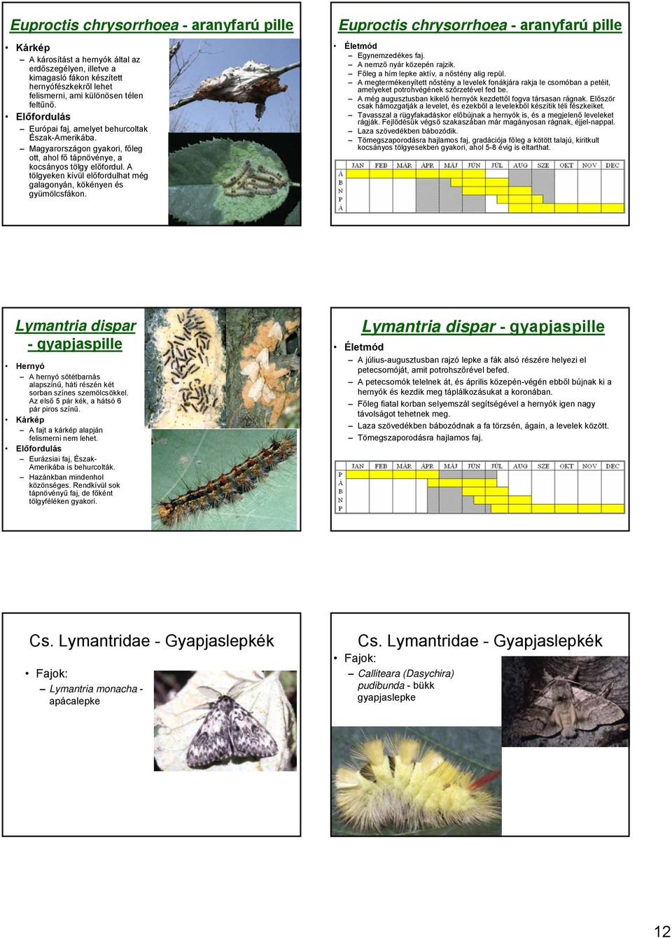 A tölgyeken kívül előfordulhat még galagonyán, kökényen és gyümölcsfákon. Euproctis chrysorrhoea - aranyfarú pille Egynemzedékes faj. A nemző nyár közepén rajzik.