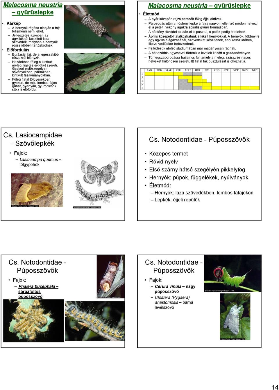 Főleg fiatal tölgyesekben gyakori, de más lombos fajon (juhar, gyertyán, gyümölcsök stb.) is előfordul. Malacosma neustria gyűrűslepke A nyár közepén rajzó nemzők főleg éjjel aktívak.