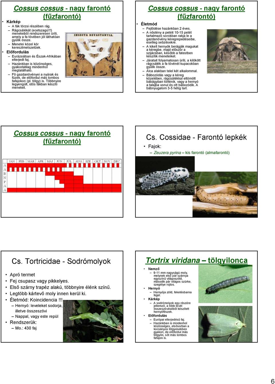 Fő gazdanövényei a nyárak és füzek, de előfordul más lombos fafajokon (pl. tölgy) is. Többnyire legyengült, idős fákban készíti meneteit.