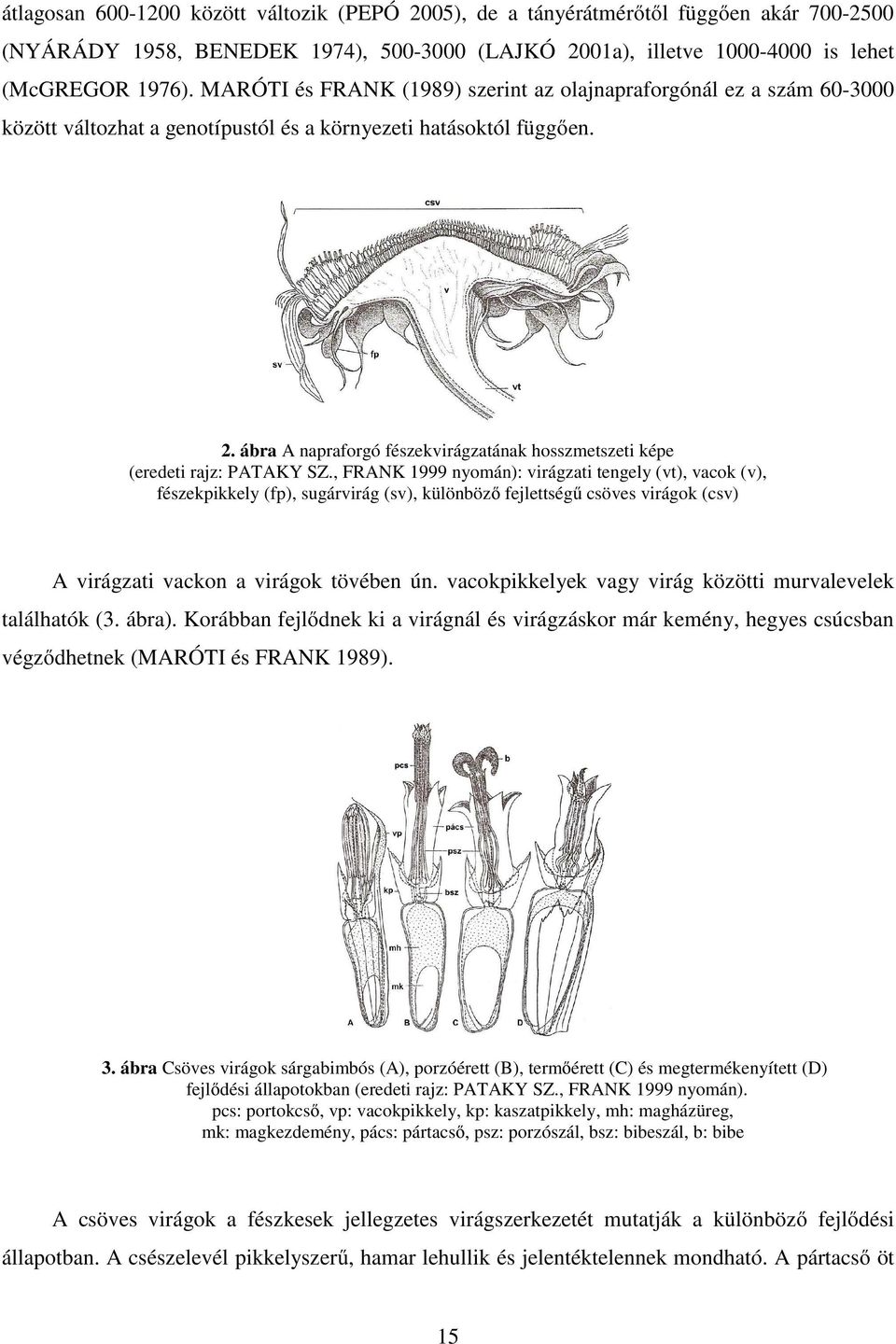 ábra A napraforgó fészekvirágzatának hosszmetszeti képe (eredeti rajz: PATAKY SZ.