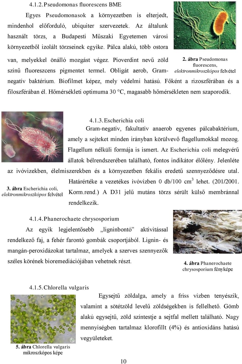 ábra Pseudomonas fluorescens, elektronmikroszkópos felvétel színű fluoreszcens pigmentet termel. Obligát aerob, Gramnegatív baktérium. Biofilmet képez, mely védelmi hatású.