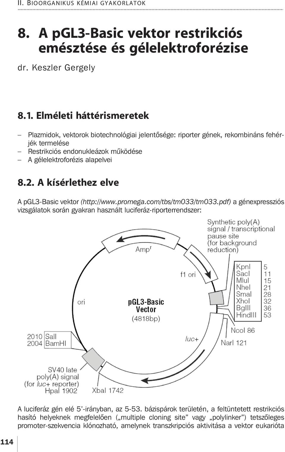 8.2. A kísérlethez elve A pgl3-basic vektor (http://www.promega.com/tbs/tm033/tm033.