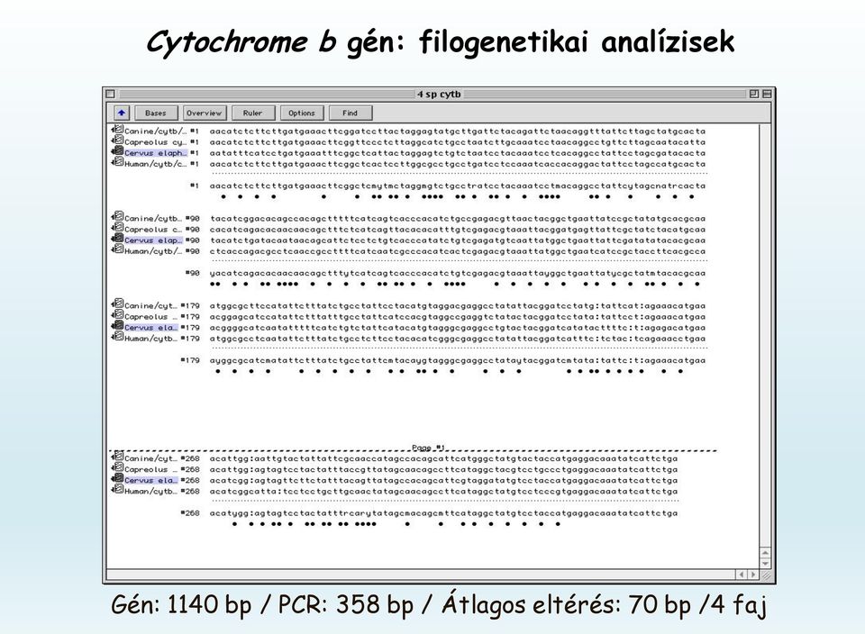 Gén: 1140 bp / PCR: 358