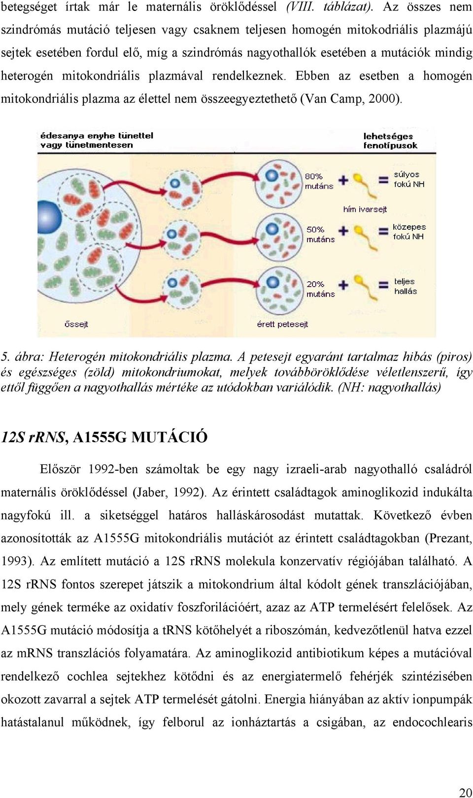 mitokondriális plazmával rendelkeznek. Ebben az esetben a homogén mitokondriális plazma az élettel nem összeegyeztethet (Van Camp, 2000). 5. ábra: Heterogén mitokondriális plazma.