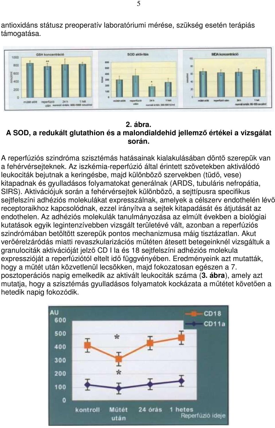Az iszkémia-reperfúzió által érintett szövetekben aktiválódó leukociták bejutnak a keringésbe, majd különbözı szervekben (tüdı, vese) kitapadnak és gyulladásos folyamatokat generálnak (ARDS,