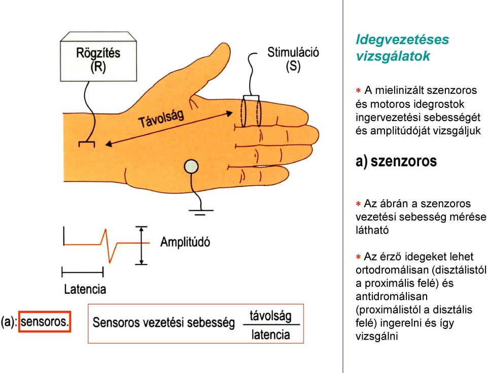 szenzoros vezetési sebesség mérése látható Az érző idegeket lehet ortodromálisan