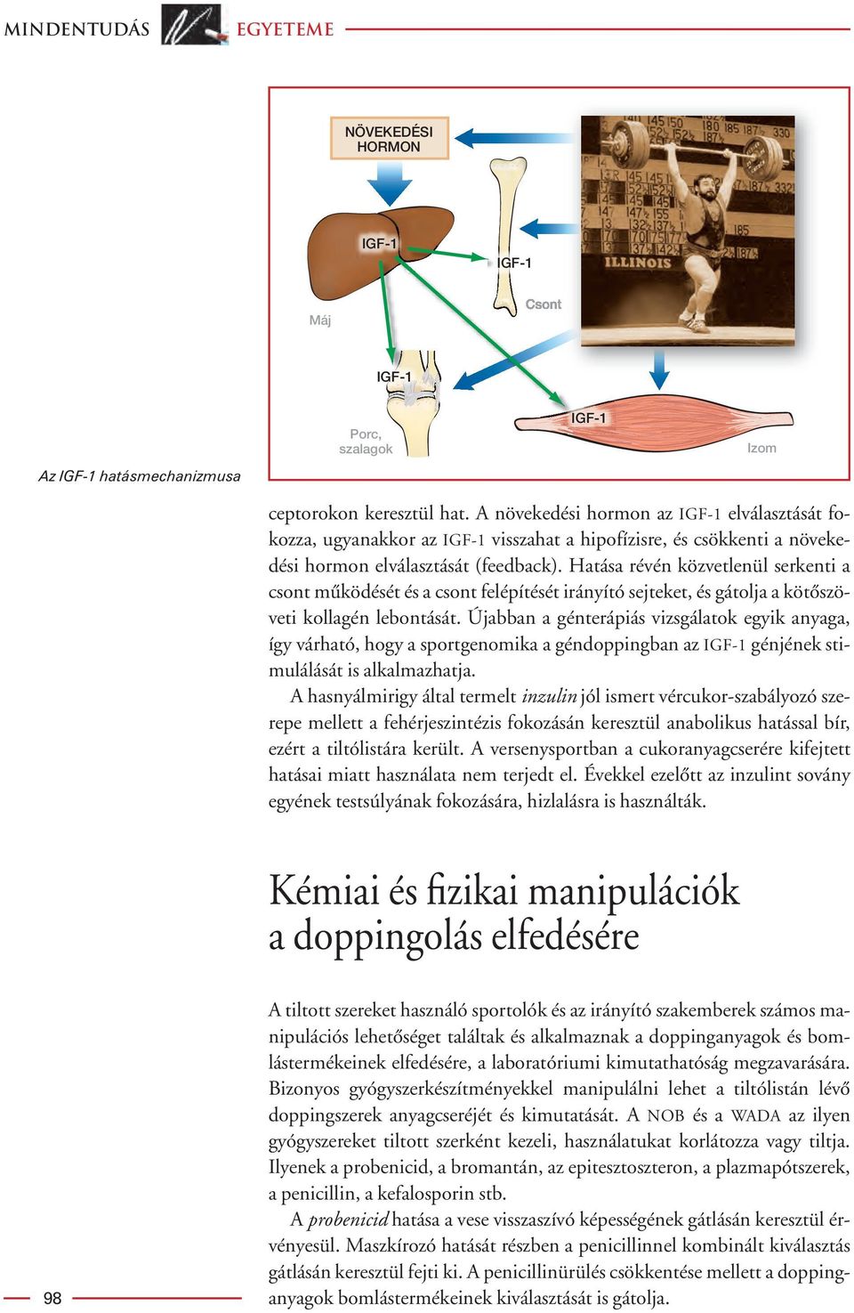 Hatása révén közvetlenül serkenti a csont mûködését és a csont felépítését irányító sejteket, és gátolja a kötôszöveti kollagén lebontását.
