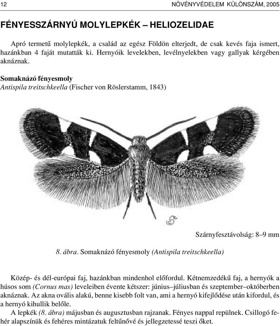 Somaknázó fényesmoly (Antispila treitschkeella) Szárnyfesztávolság: 8 9 mm Közép- és dél-európai faj, hazánkban mindenhol elôfordul.