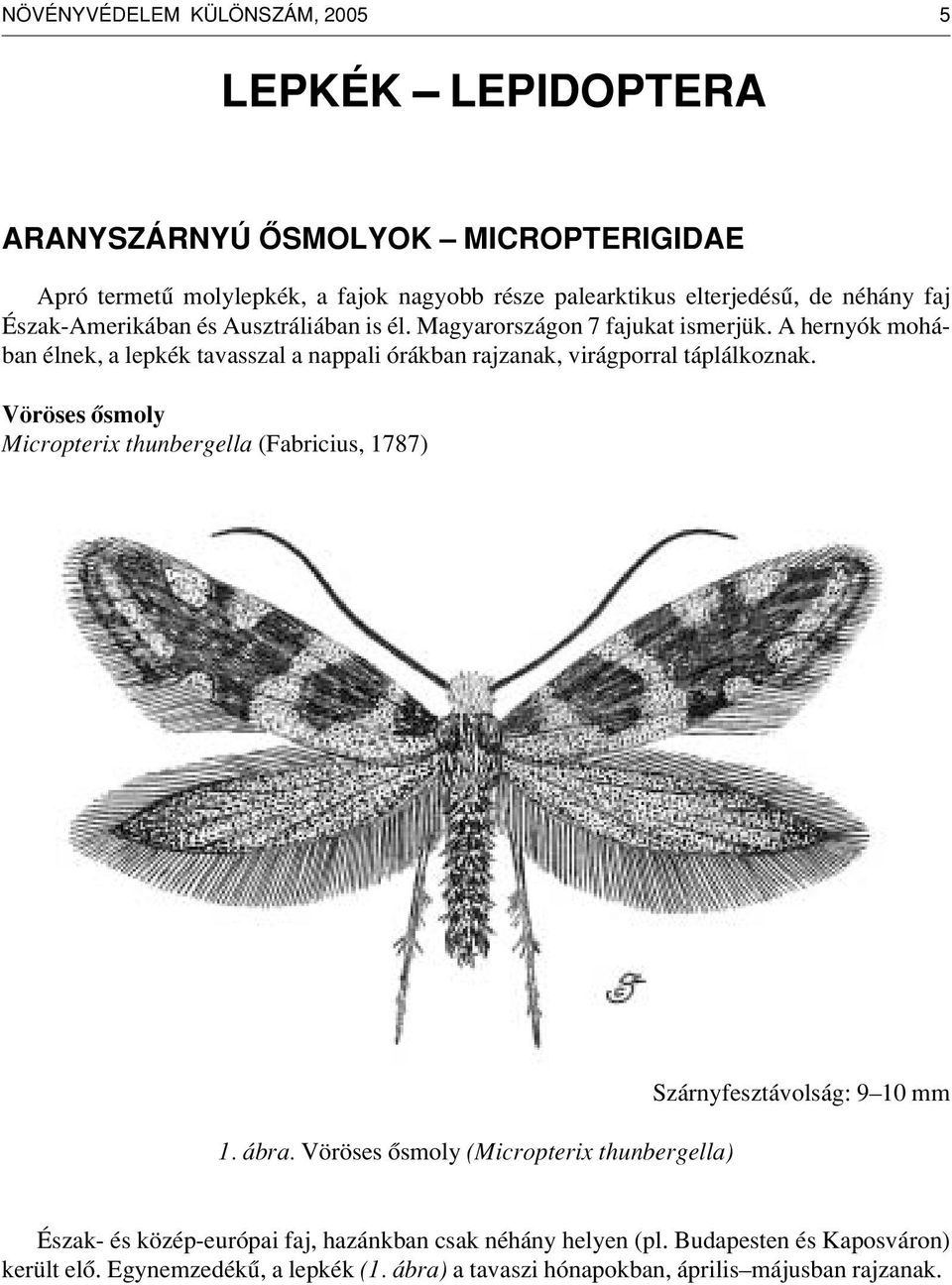 A hernyók mohában élnek, a lepkék tavasszal a nappali órákban rajzanak, virágporral táplálkoznak. Vöröses ôsmoly Micropterix thunbergella (Fabricius, 1787) 1. ábra.