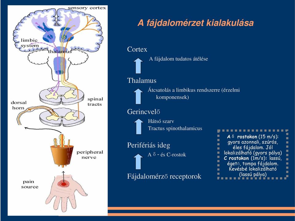 és C-rostok Fájdalomérző receptorok Aδ rostokon (15 m/s): gyors azonnali, szúrós, éles fájdalom.