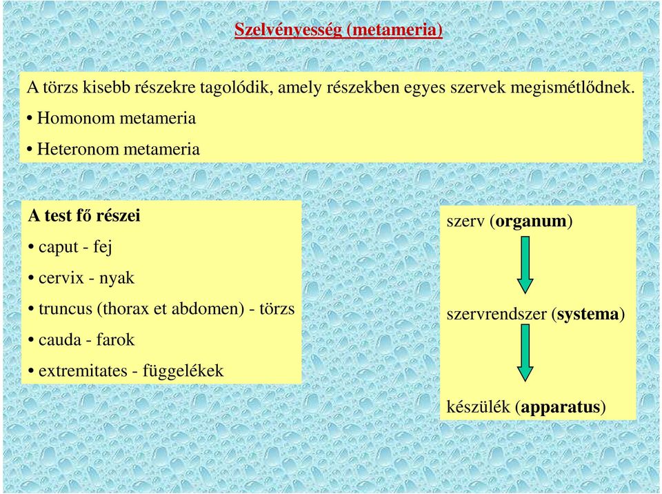 Homonom metameria Heteronom metameria A test fő részei caput - fej cervix - nyak