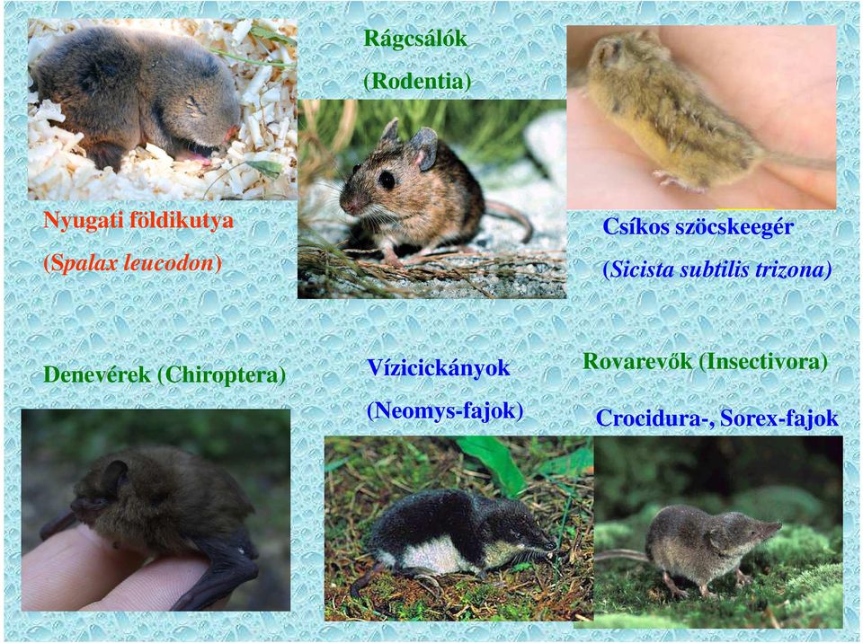 trizona) Denevérek (Chiroptera) Vízicickányok