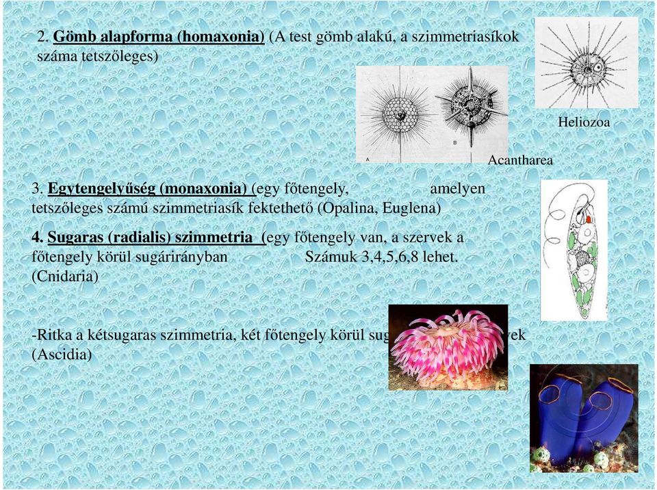Euglena) 4.