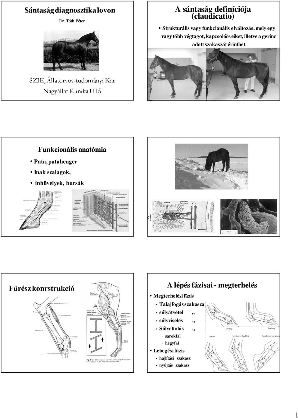 kapcsolóöveiket, illetve a gerinc adott szakaszát érinthet SZIE, Állatorvos-tudományi Kar Nagyállat Klinika Üllı Funkcionális