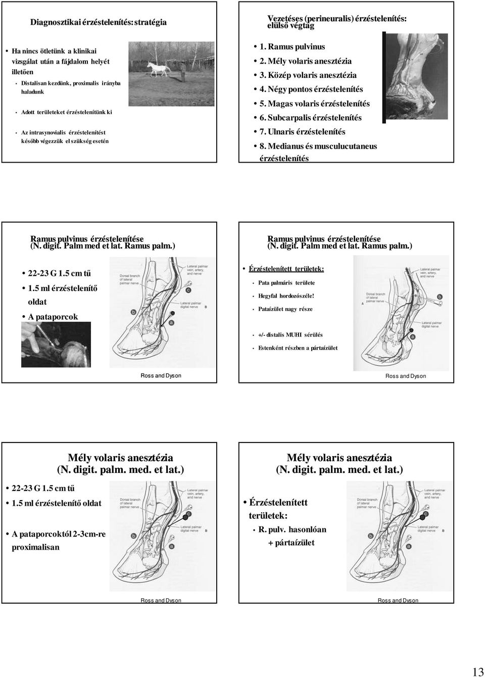 Négy pontos érzéstelenítés 5. Magas volaris érzéstelenítés 6. Subcarpalis érzéstelenítés 7. Ulnaris érzéstelenítés 8. Medianus és musculucutaneus érzéstelenítés Ramus pulvinus érzéstelenítése (N.