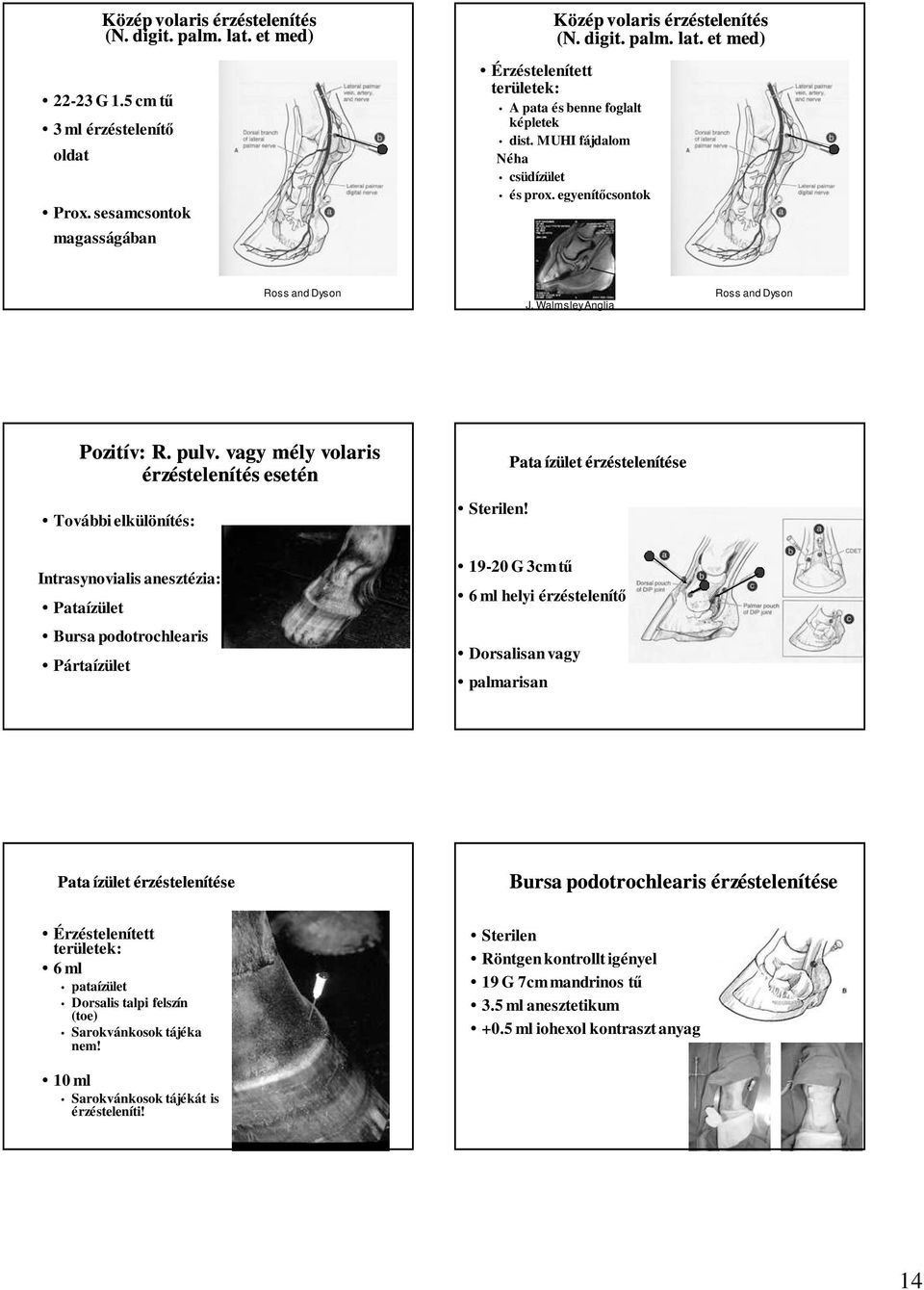 Pata ízület érzéstelenítése Intrasynovialis anesztézia: Pataízület Bursa podotrochlearis Pártaízület 19-20 G 3cm tő 6 ml helyi érzéstelenítı Dorsalisan vagy palmarisan Pata ízület érzéstelenítése