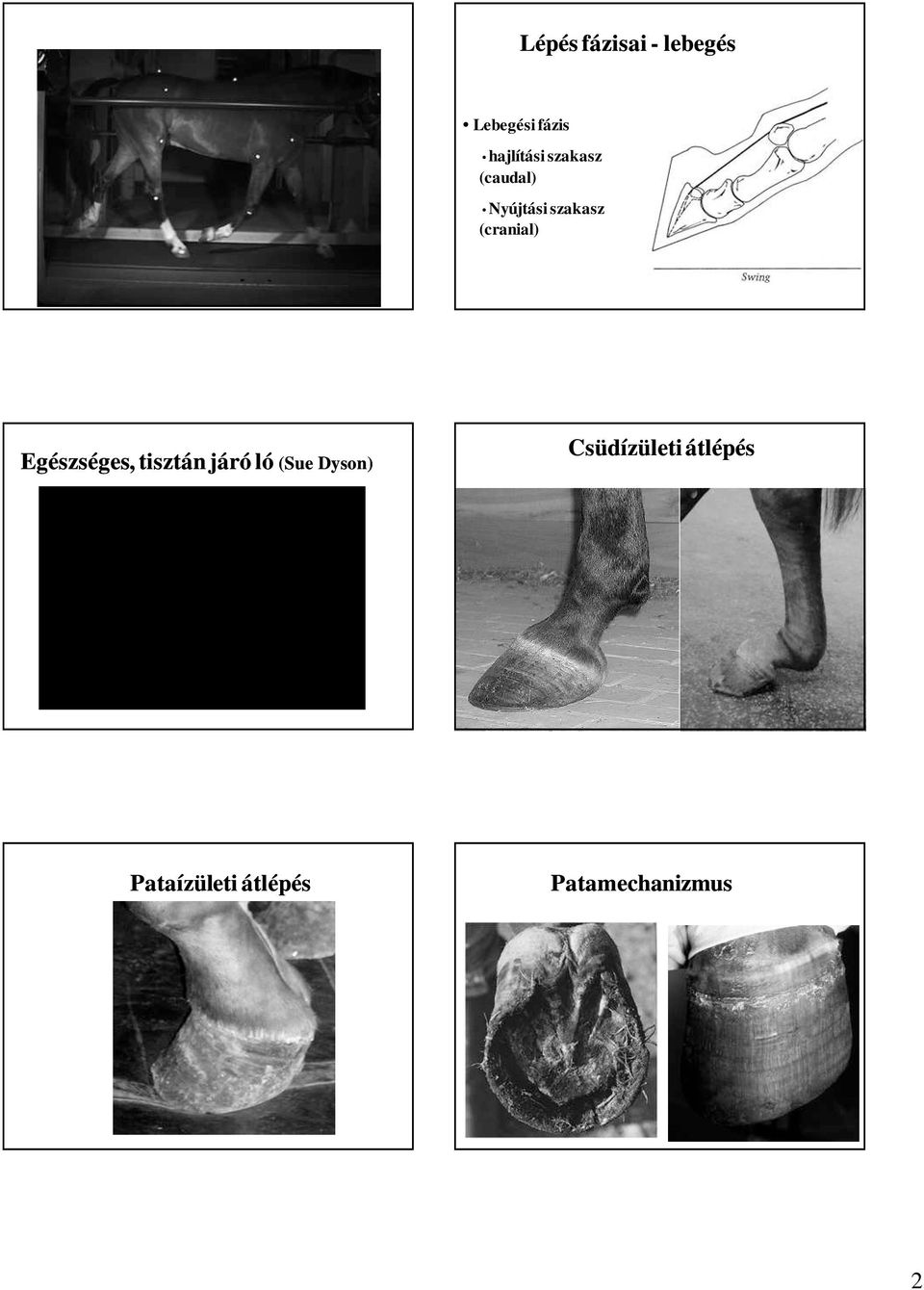 (cranial) Egészséges, tisztán járó ló (Sue