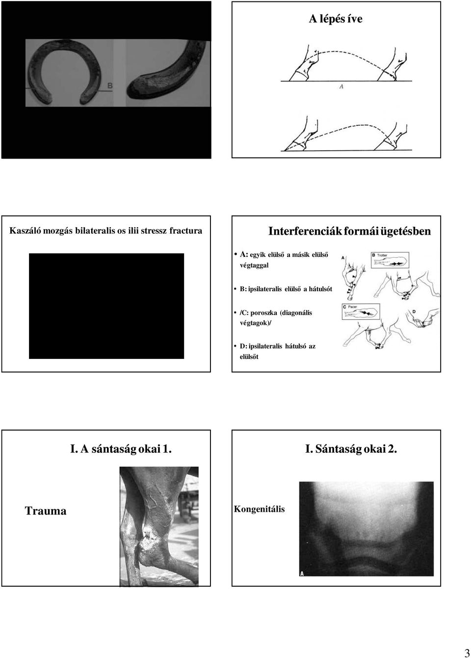 ipsilateralis elülsı a hátulsót /C: poroszka (diagonális végtagok)/ D: