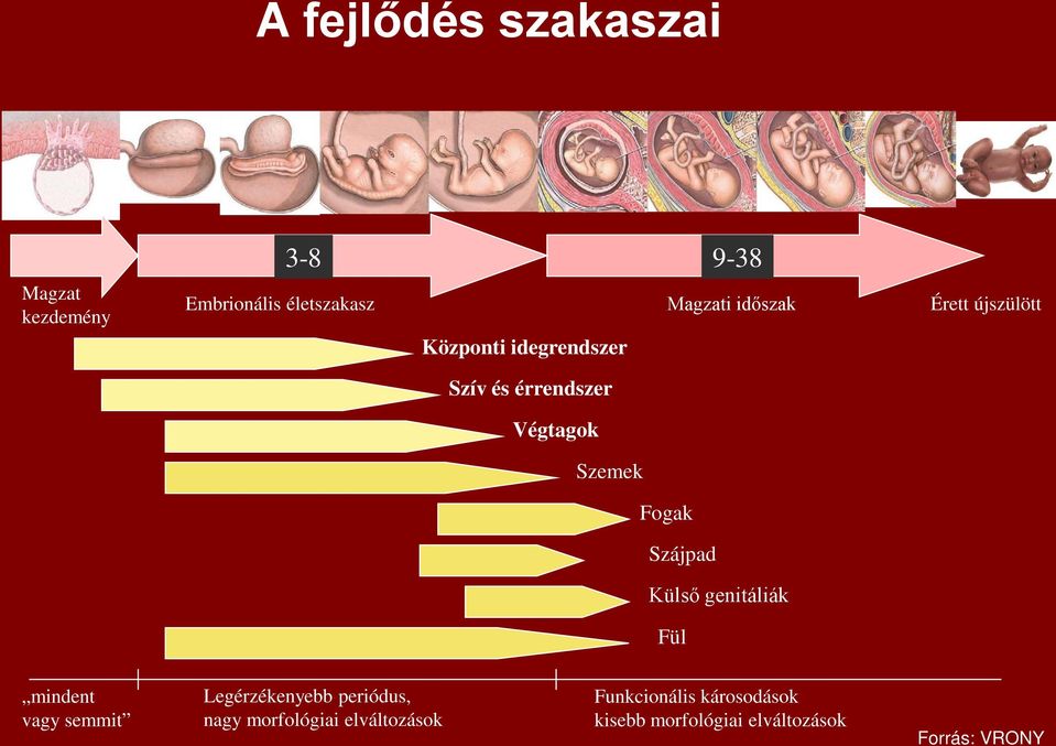 Fogak Szájpad Külső genitáliák Fül mindent vagy semmit Legérzékenyebb periódus, nagy