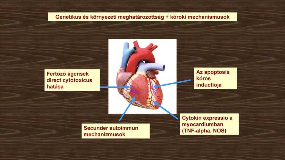 hatása Az apoptosis kóros inductioja Secunder