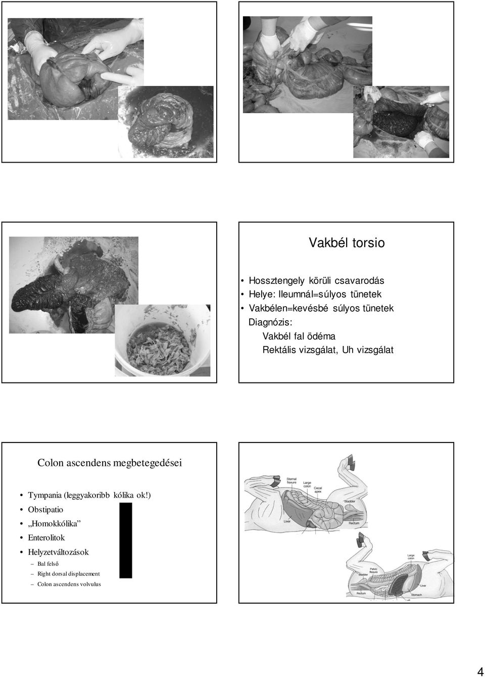 vizsgálat Colon ascendens megbetegedései Tympania (leggyakoribb kólika ok!