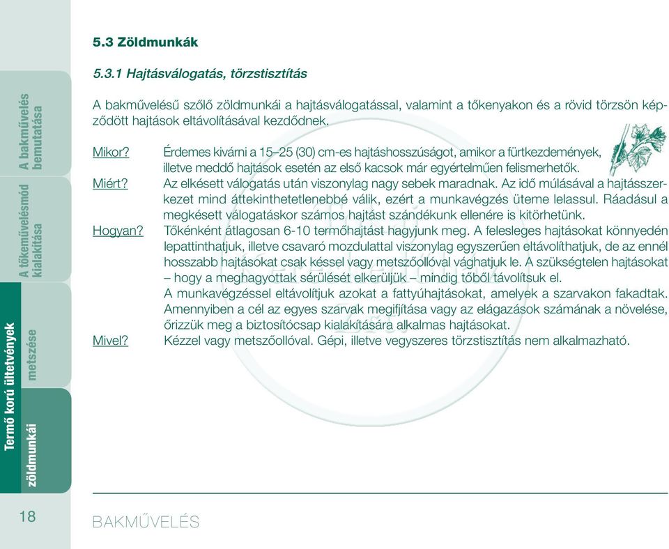 Érdemes kivárni a 15 25 (30) cm-es hajtáshosszúságot, amikor a fürtkezdemények, illetve meddő hajtások esetén az első kacsok már egyértelműen felismerhetők.