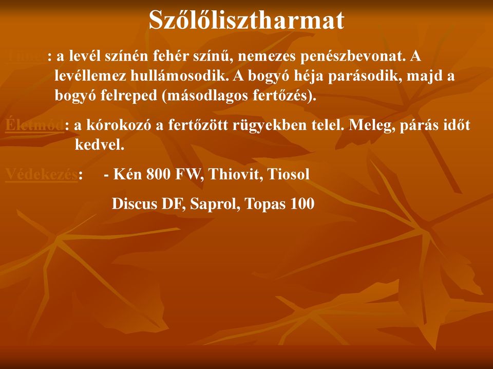 A bogyó héja parásodik, majd a bogyó felreped (másodlagos fertőzés).