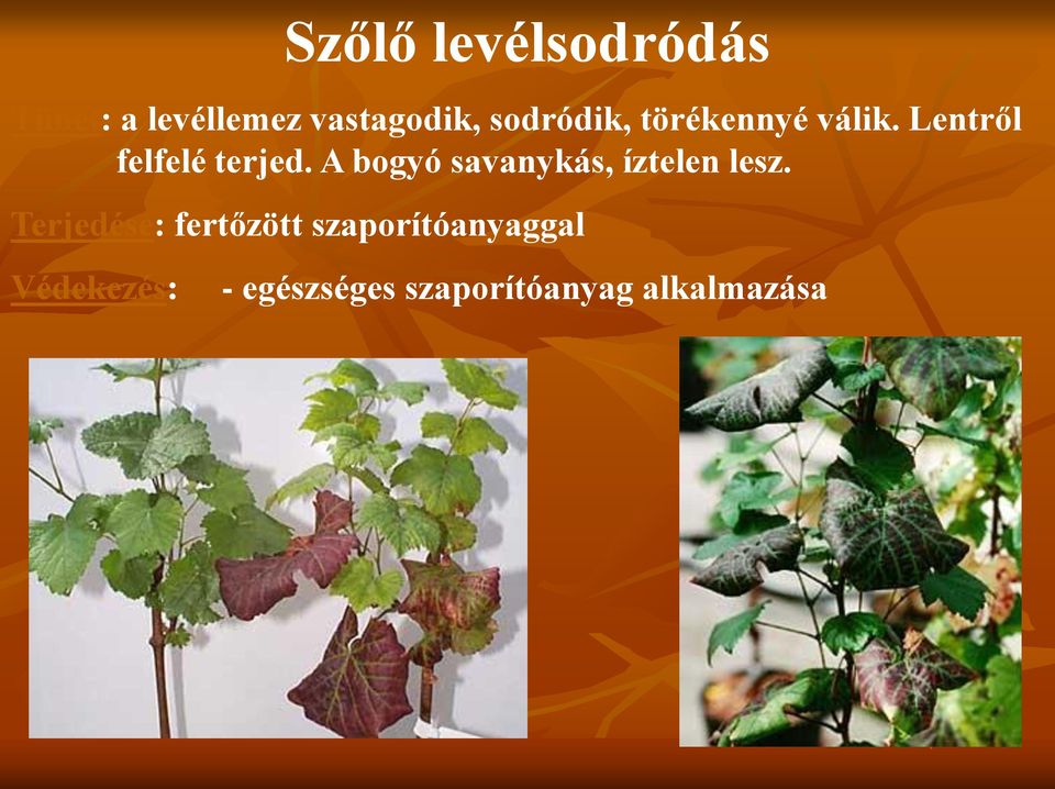 A bogyó savanykás, íztelen lesz.