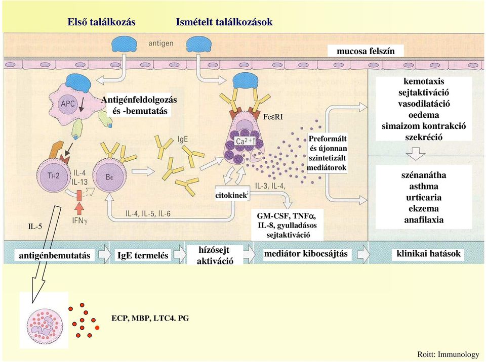 sejtaktiváció vasodilatáció oedema simaizom kontrakció szekréció szénanátha asthma urticaria ekzema anafilaxia