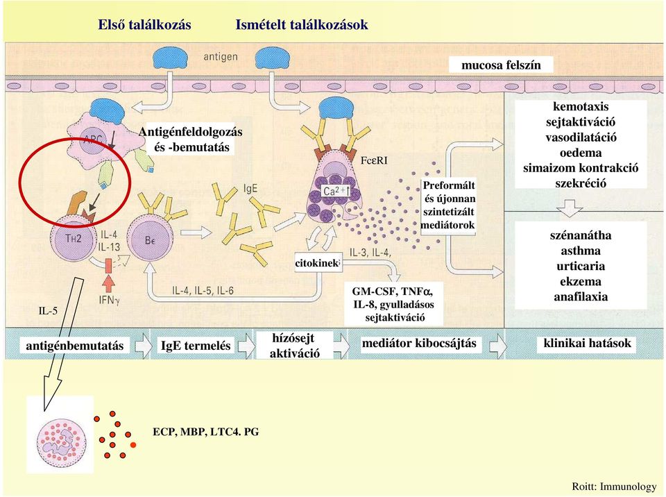 sejtaktiváció vasodilatáció oedema simaizom kontrakció szekréció szénanátha asthma urticaria ekzema anafilaxia