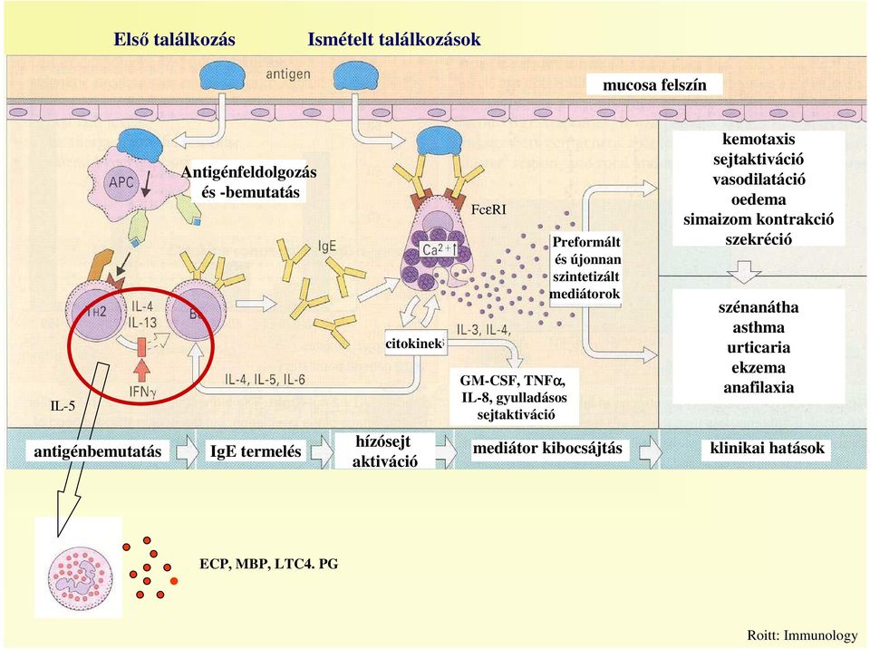 sejtaktiváció vasodilatáció oedema simaizom kontrakció szekréció szénanátha asthma urticaria ekzema anafilaxia