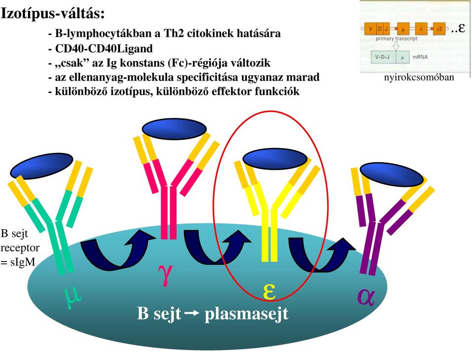 ellenanyag-molekula specificitása ugyanaz marad - különbözı izotípus,