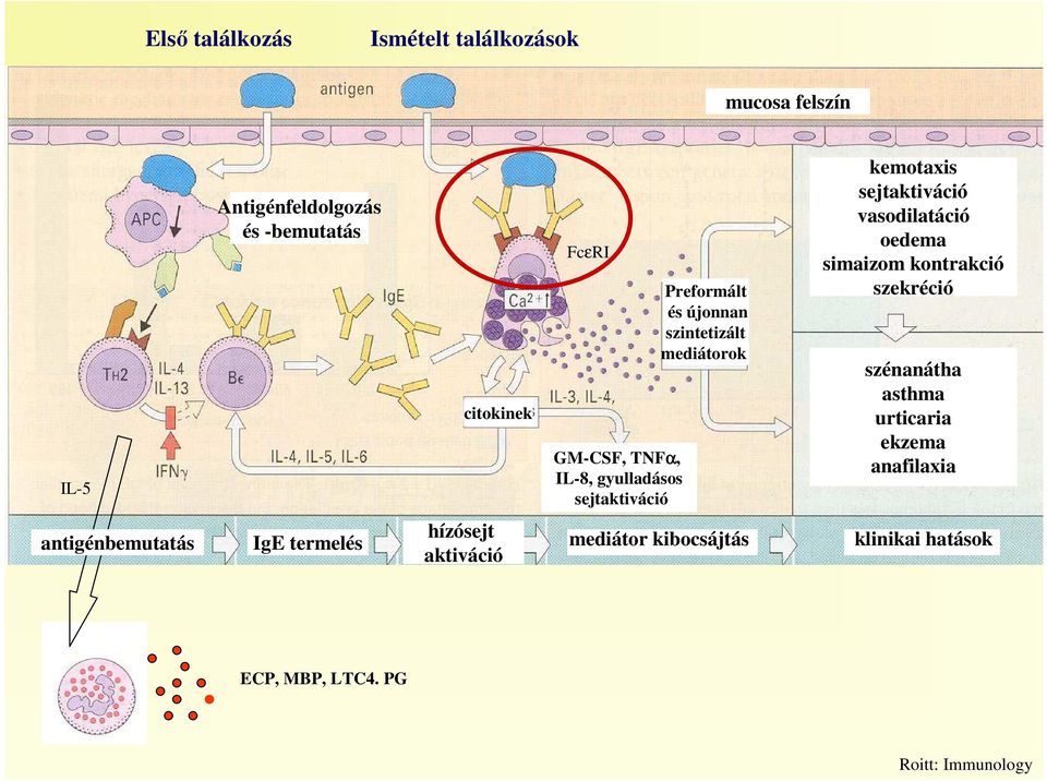 sejtaktiváció vasodilatáció oedema simaizom kontrakció szekréció szénanátha asthma urticaria ekzema anafilaxia