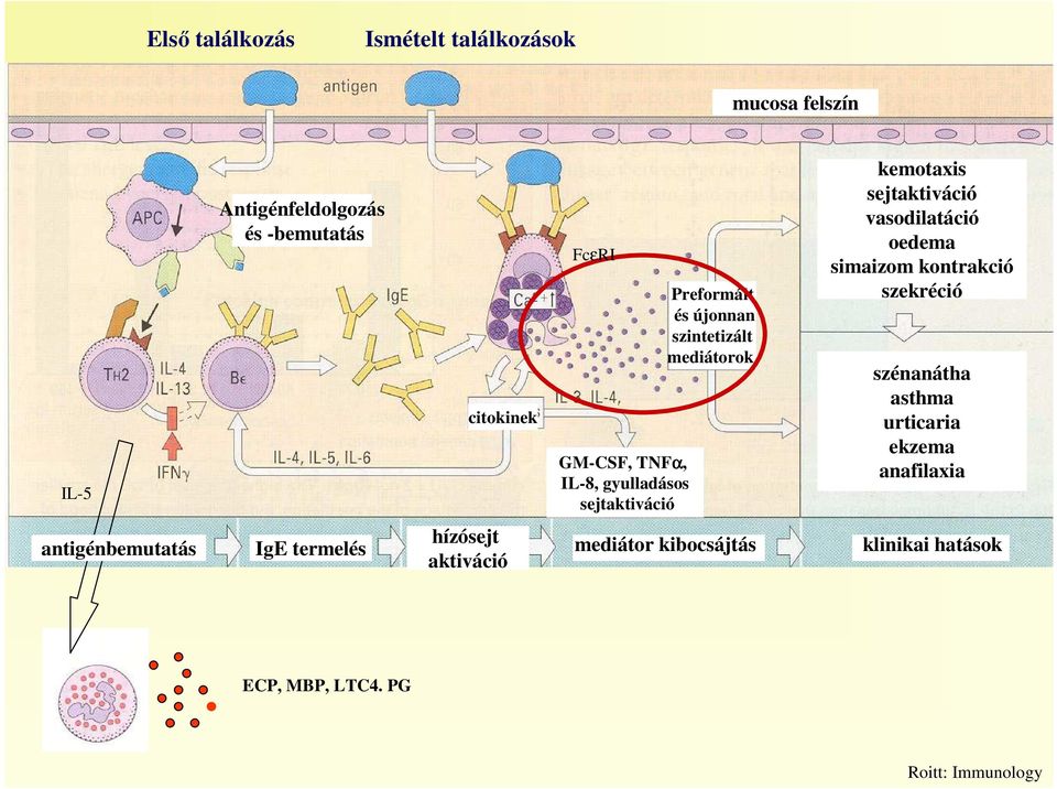 sejtaktiváció vasodilatáció oedema simaizom kontrakció szekréció szénanátha asthma urticaria ekzema anafilaxia