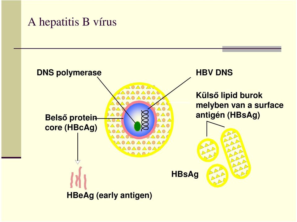 Külső lipid burok melyben van a