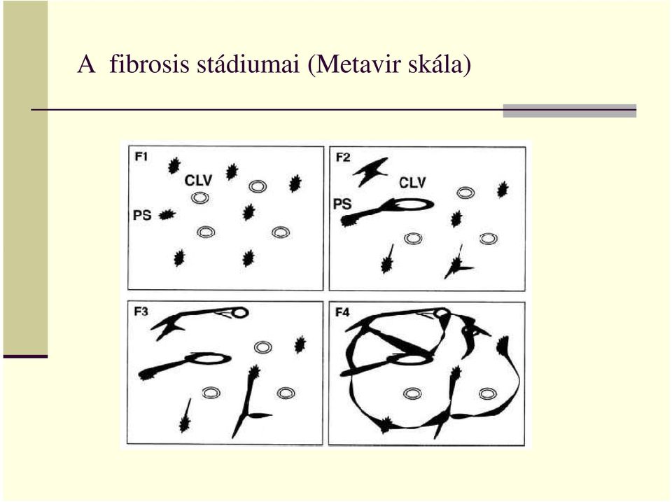 stádiumai